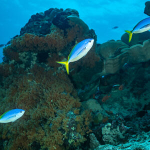 Yellow and blueback fusiliers swimming past a coral-covered pinnacle, Tanjung Button, Banda Sea, Indonesia
