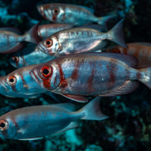 Small group of silvery bigeyes with red eyes in pale barred phase, Tanjung Button, Banda Sea, Indonesia