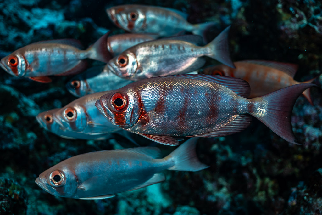 Small group of silvery bigeyes with red eyes in pale barred phase, Tanjung Button, Banda Sea, Indonesia