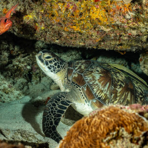 Green turtle resting under a ledge with soldierfish above, Tanjung Button, Banda Sea, Indonesia