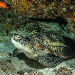 Green turtle lying on sand beneath a reef overhang, Tanjung Button, Banda Sea, Indonesia