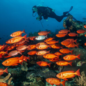 Diver behind a large school of red bigeyes over the reef, Tanjung Button, Banda Sea, Indonesia