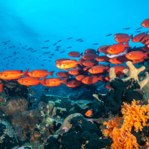 Banc de beauclaires rouges filant au-dessus de coraux mous orange vers la lumière, Tanjung Button, mer de Banda, Indonésie