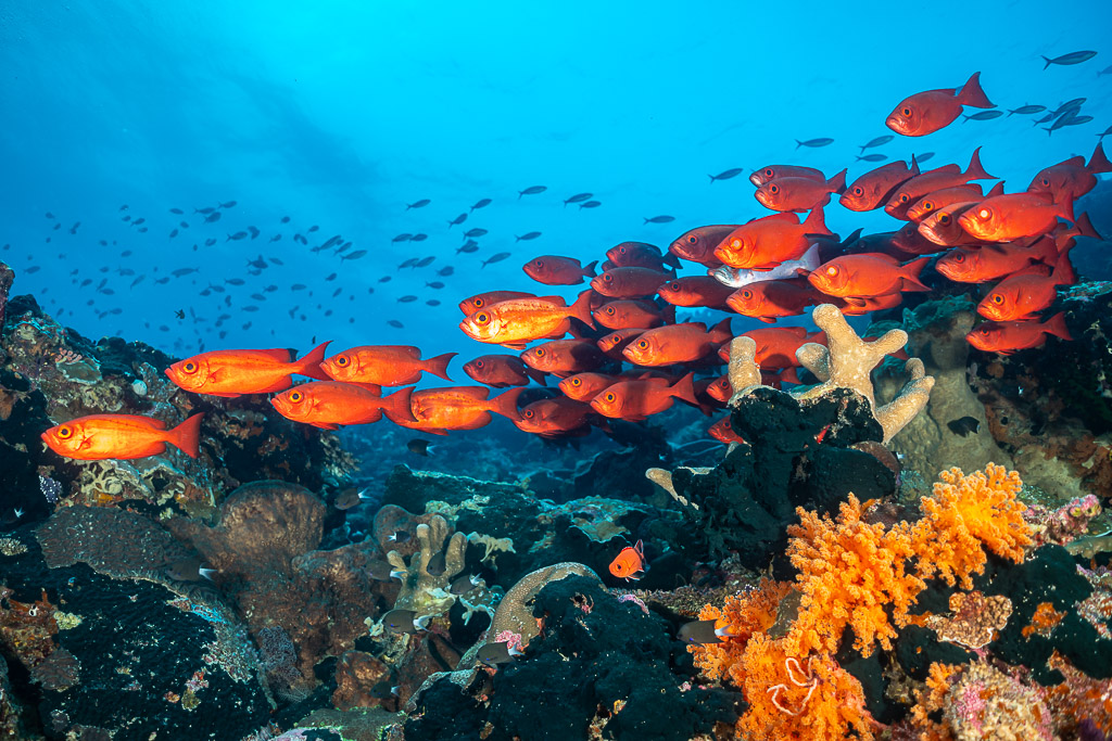 Banc de beauclaires rouges filant au-dessus de coraux mous orange vers la lumière, Tanjung Button, mer de Banda, Indonésie