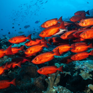 Tightly packed school of red bigeyes filling the frame above the reef, Tanjung Button, Banda Sea, Indonesia