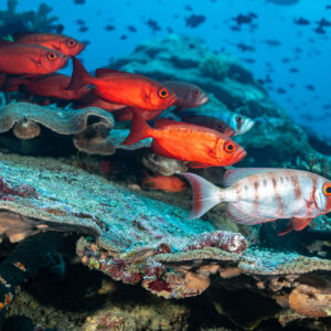 Red bigeyes over plate corals with one pale barred individual, Tanjung Button, Banda Sea, Indonesia