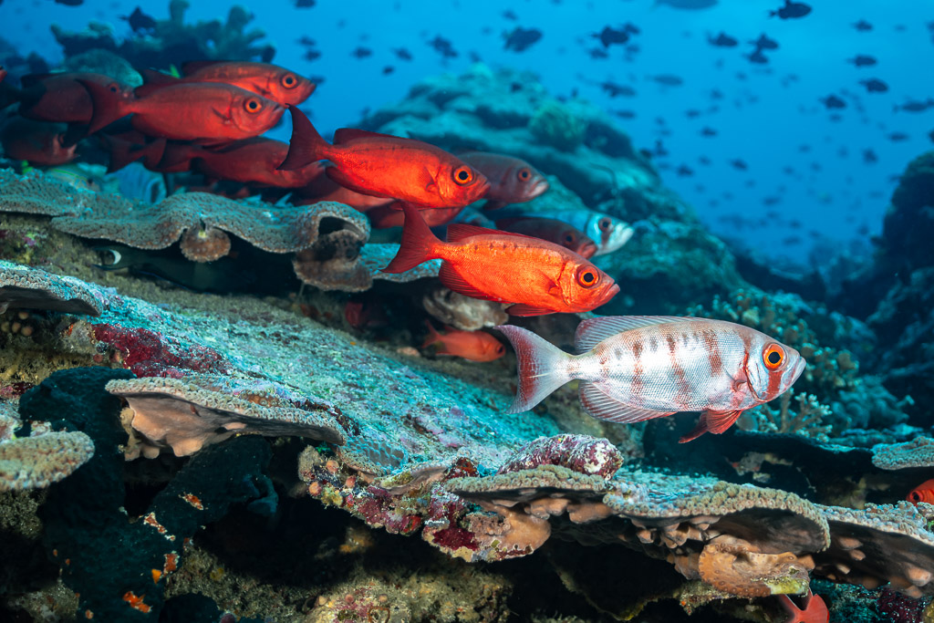 Red bigeyes over plate corals with one pale barred individual, Tanjung Button, Banda Sea, Indonesia