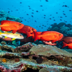 Red bigeyes and a yellow goatfish gliding over table corals, Tanjung Button, Banda Sea, Indonesia