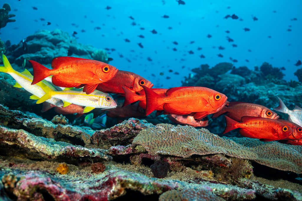 Red bigeyes and a yellow goatfish gliding over table corals, Tanjung Button, Banda Sea, Indonesia