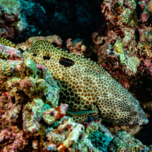 Mérou à motif alvéolé et taches sombres caché parmi les débris coralliens, Tanjung Button, mer de Banda, Indonésie
