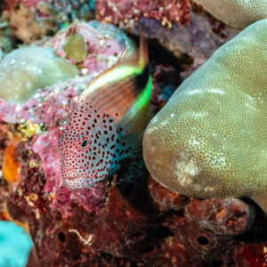 Freckled hawkfish perched beside a massive coral head, Tanjung Button, Banda Sea, Indonesia