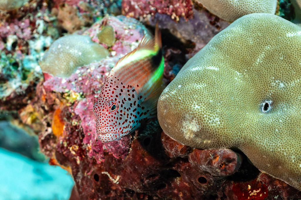 Freckled hawkfish perched beside a massive coral head, Tanjung Button, Banda Sea, Indonesia