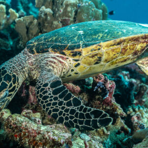 Tortue imbriquée nageant au ras du récif, vue de profil, Tanjung Button, mer de Banda, Indonésie