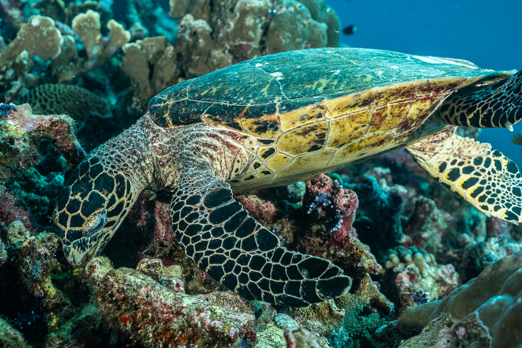 Tortue imbriquée nageant au ras du récif, vue de profil, Tanjung Button, mer de Banda, Indonésie
