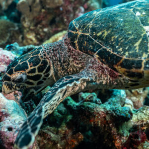 Gros plan d’une tortue imbriquée fouillant parmi les débris coralliens, Tanjung Button, mer de Banda, Indonésie
