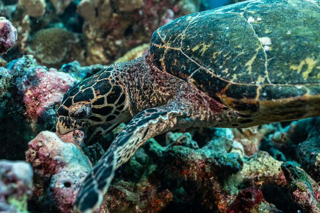 Hawksbill turtle close-up searching among coral rubble, Tanjung Button, Banda Sea, Indonesia