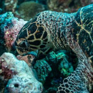 Tête et bec d’une tortue imbriquée plongés dans le récif pendant qu’elle se nourrit, Tanjung Button, mer de Banda, Indonésie