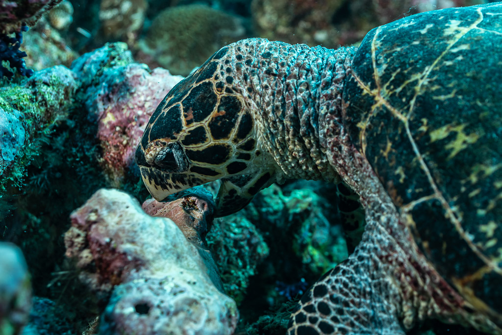 Hawksbill turtle head and beak pressed into the reef while feeding, Tanjung Button, Banda Sea, Indonesia