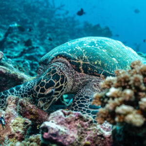 Hawksbill turtle foraging behind a branching coral, wide view, Tanjung Button, Banda Sea, Indonesia