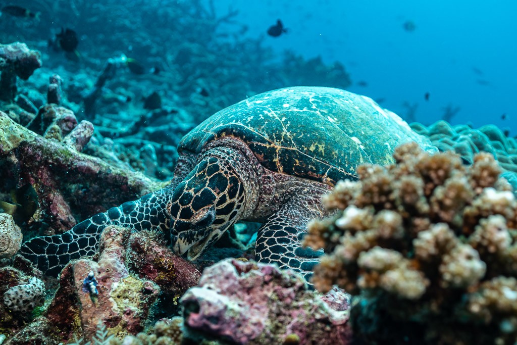 Hawksbill turtle foraging behind a branching coral, wide view, Tanjung Button, Banda Sea, Indonesia