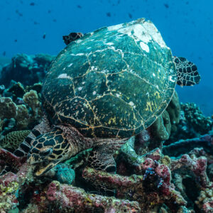 Tortue imbriquée vue de dos, carapace usée, au-dessus du récif, Tanjung Button, mer de Banda, Indonésie