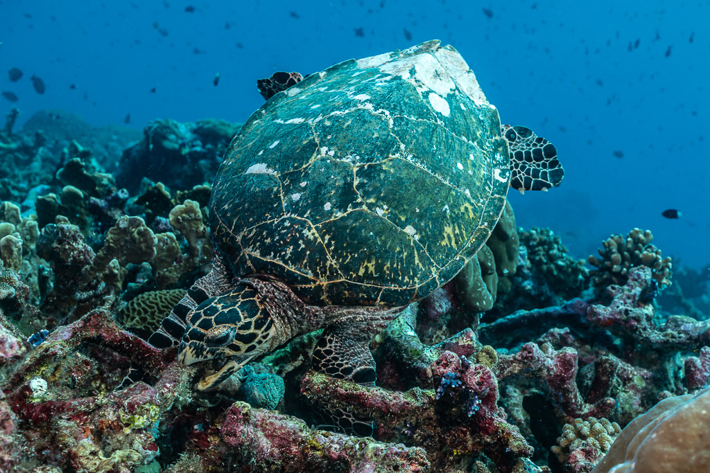 Tortue imbriquée vue de dos, carapace usée, au-dessus du récif, Tanjung Button, mer de Banda, Indonésie