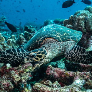 Hawksbill turtle feeding on the reef with dark fish in the blue, Tanjung Button, Banda Sea, Indonesia