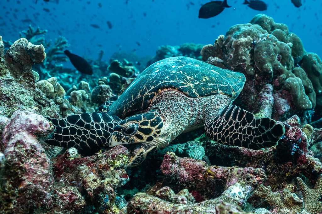 Hawksbill turtle feeding on the reef with dark fish in the blue, Tanjung Button, Banda Sea, Indonesia