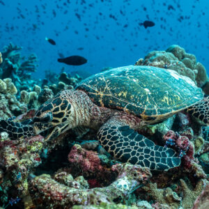 Tortue imbriquée étendue sur les débris coralliens, poissons dispersés au-dessus, Tanjung Button, mer de Banda, Indonésie