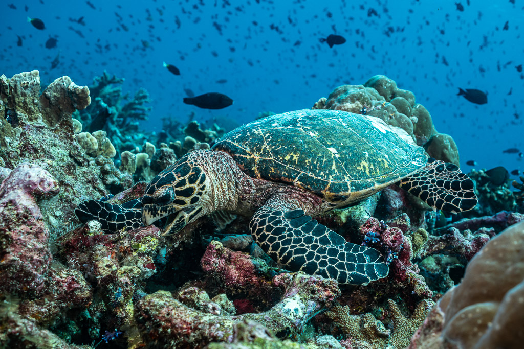 Hawksbill turtle stretched over coral rubble, fish scattered above, Tanjung Button, Banda Sea, Indonesia