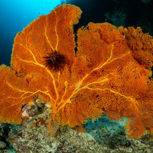 Large orange sea fan spread across the blue on a reef slope, Hole in the Wall, Banda Sea, Indonesia