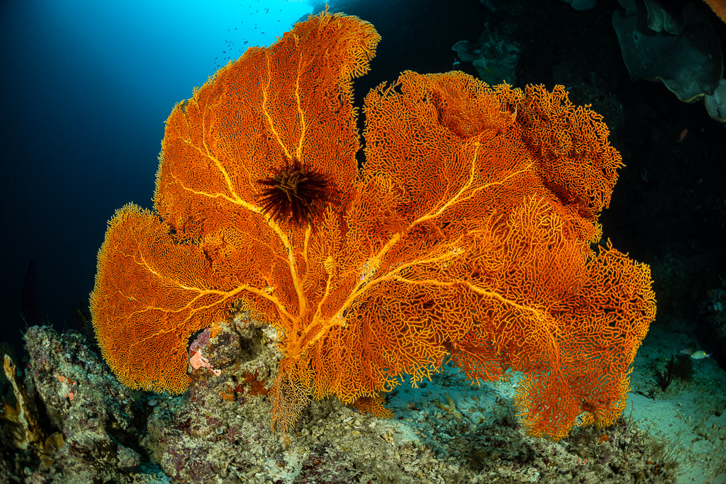 Large orange sea fan spread across the blue on a reef slope, Hole in the Wall, Banda Sea, Indonesia