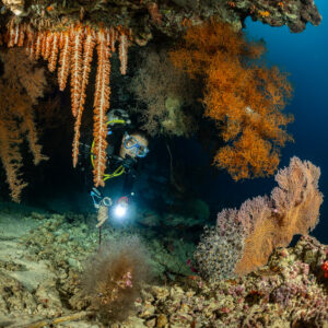 Plongeur avec phare sous un surplomb tapissé de coraux mous orange, Hole in the Wall, mer de Banda, Indonésie