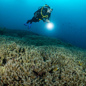 Diver with torch hovering over a vast field of branching corals, Lava Flow (Banda), Banda Sea, Indonesia
