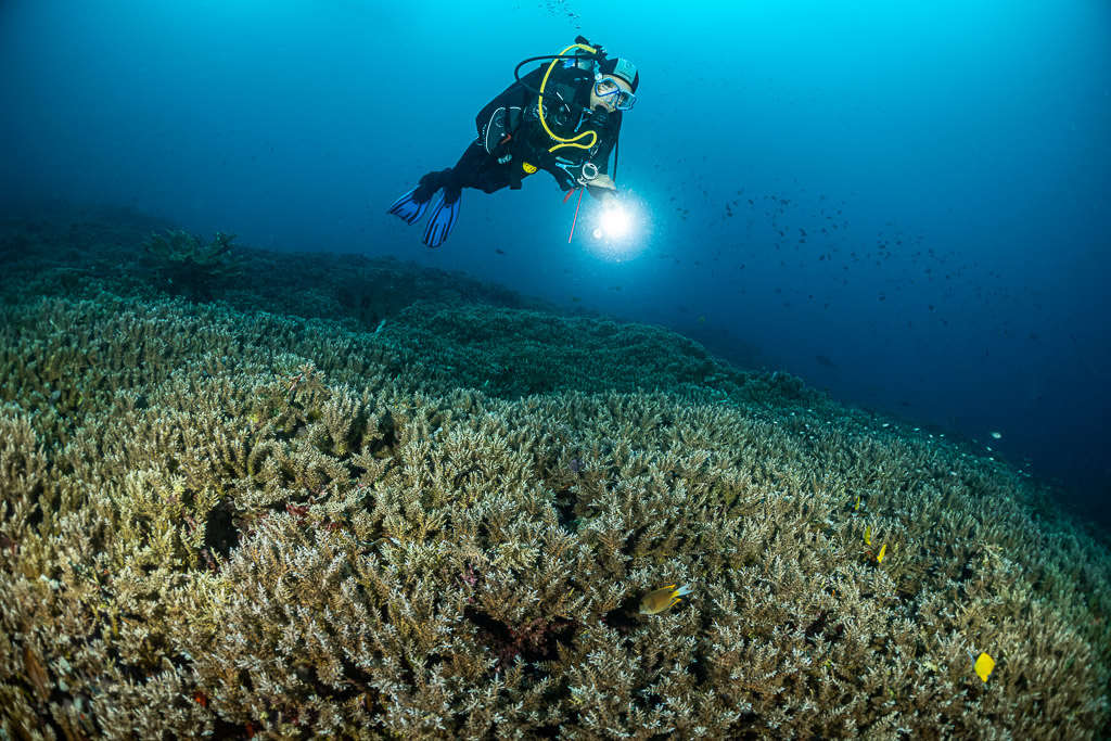 Diver with torch hovering over a vast field of branching corals, Lava Flow (Banda), Banda Sea, Indonesia