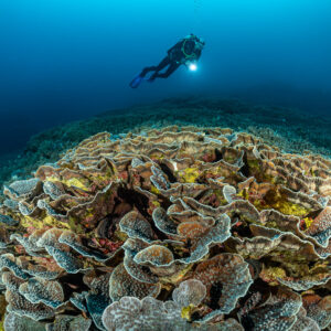 Diver above a dome of lettuce-like plate corals, Lava Flow (Banda), Banda Sea, Indonesia