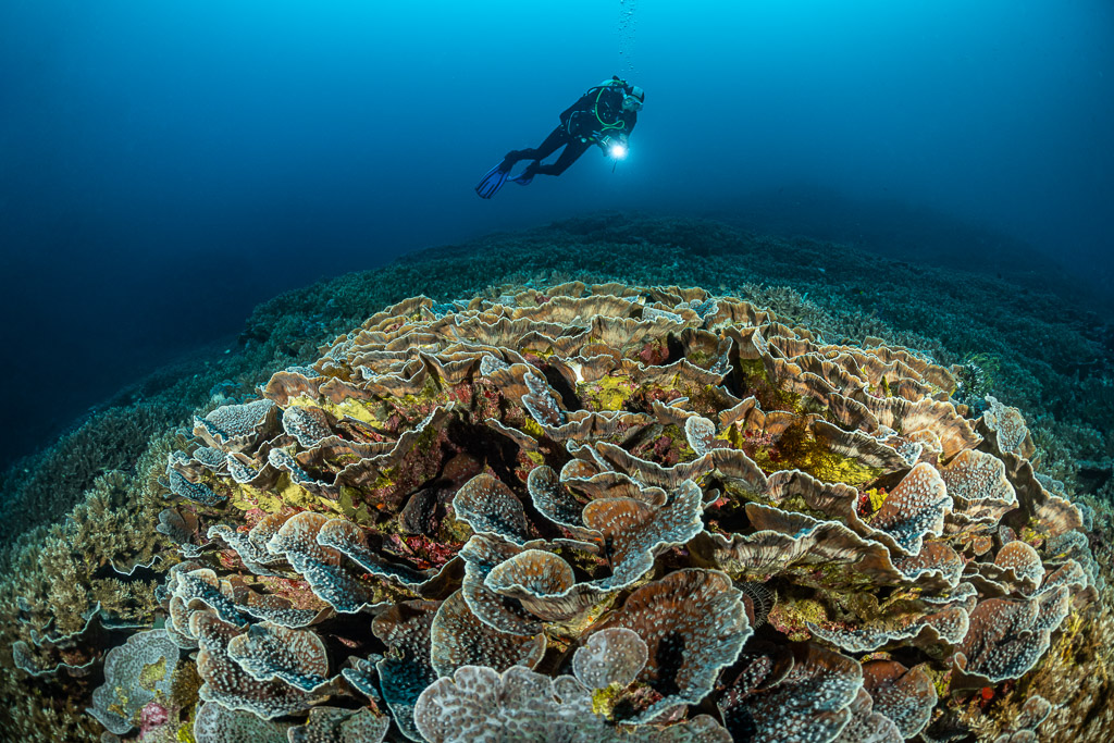 Diver above a dome of lettuce-like plate corals, Lava Flow (Banda), Banda Sea, Indonesia