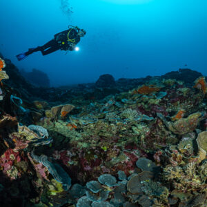 Diver gliding over a colourful slope of plate corals and sponges, Lava Flow (Banda), Banda Sea, Indonesia