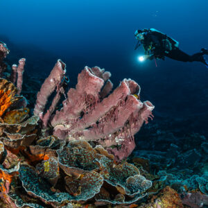 Diver with torch behind pink tube sponges on a coral reef, Lava Flow (Banda), Banda Sea, Indonesia