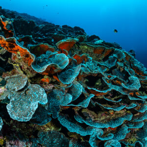 Sweeping reef slope covered in overlapping plate corals, Lava Flow (Banda), Banda Sea, Indonesia