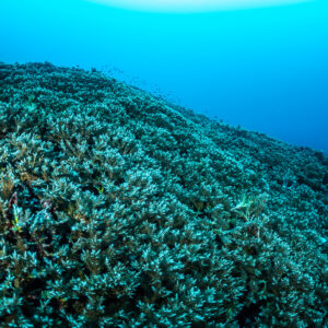 Endless carpet of branching corals sloping into the blue, Lava Flow (Banda), Banda Sea, Indonesia