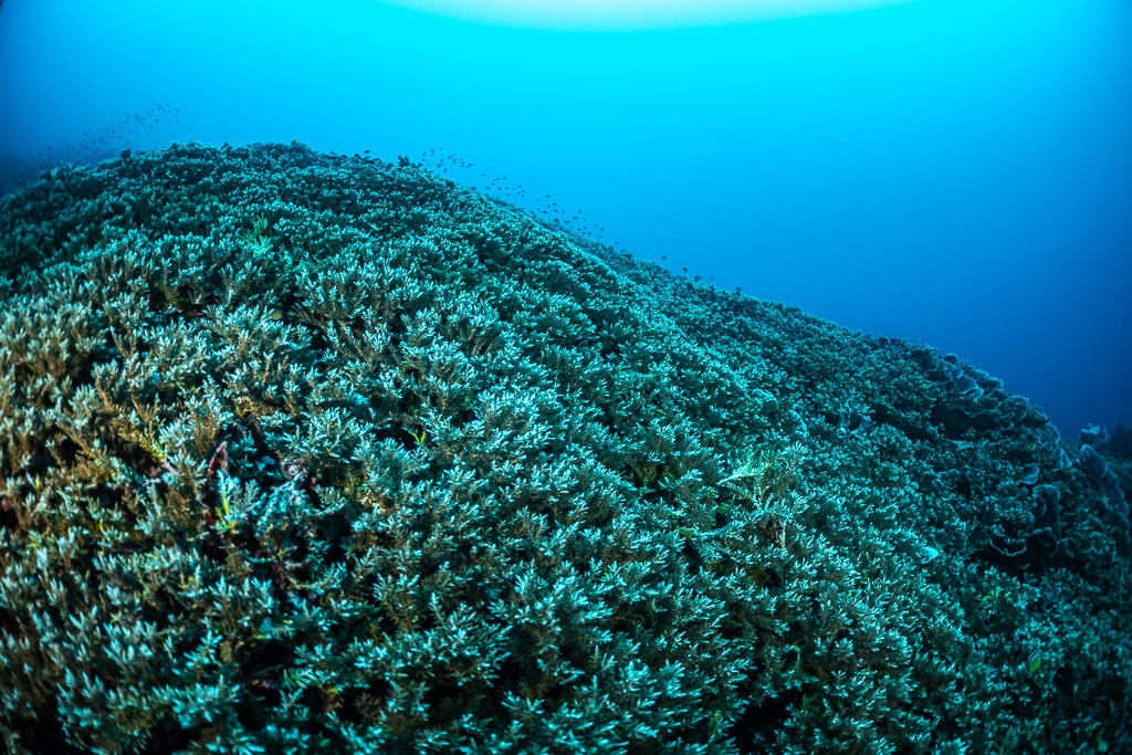 Tapis infini de coraux branchus descendant dans le bleu, Lava Flow (Banda), mer de Banda, Indonésie
