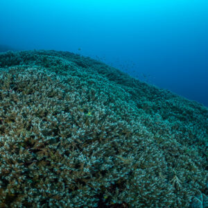 Champ de coraux branchus en bonne santé sous une surface ensoleillée, Lava Flow (Banda), mer de Banda, Indonésie