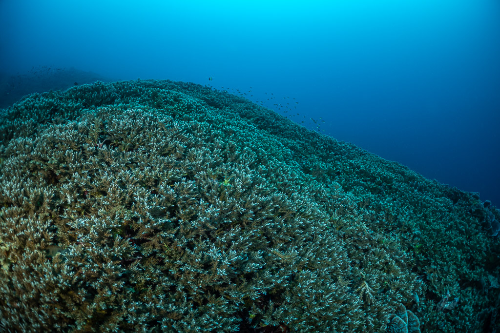 Champ de coraux branchus en bonne santé sous une surface ensoleillée, Lava Flow (Banda), mer de Banda, Indonésie