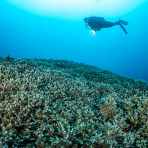 Diver with torch silhouetted above a branching coral field, Lava Flow (Banda), Banda Sea, Indonesia