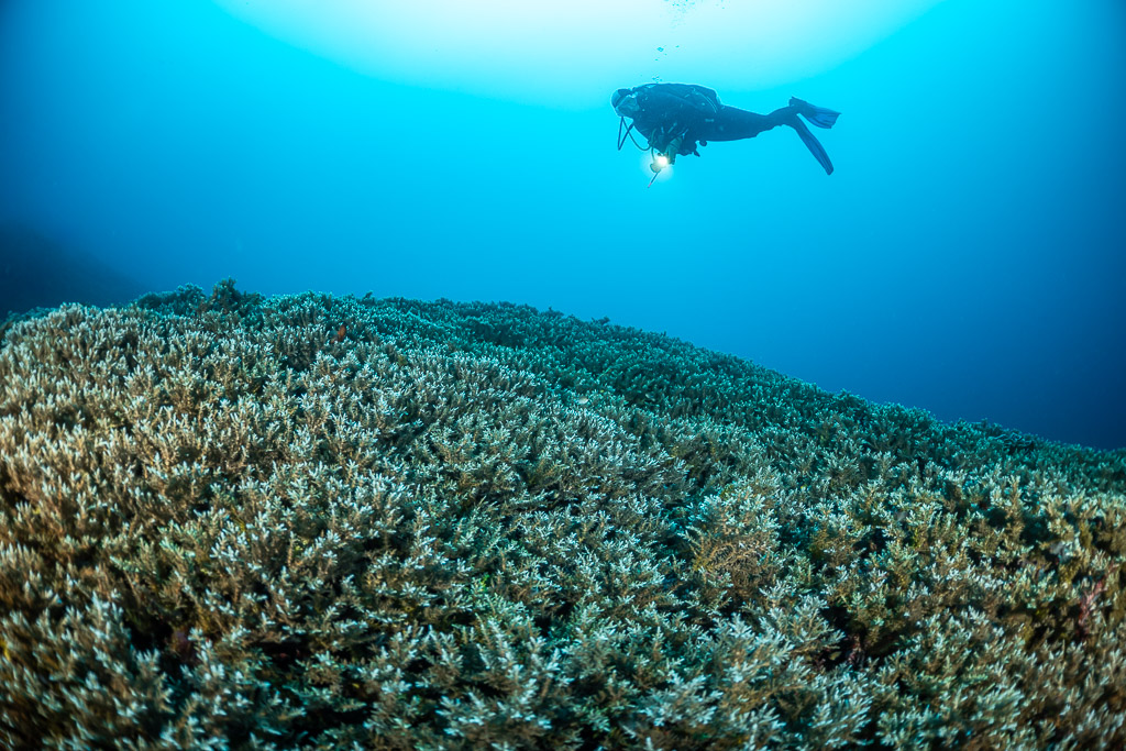 Diver with torch silhouetted above a branching coral field, Lava Flow (Banda), Banda Sea, Indonesia