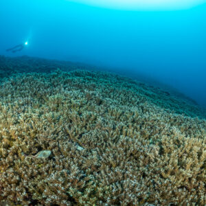 Distant diver over a vast branching coral slope in blue water, Lava Flow (Banda), Banda Sea, Indonesia