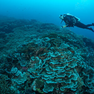 Diver swimming over a mound of plate and branching corals, Lava Flow (Banda), Banda Sea, Indonesia