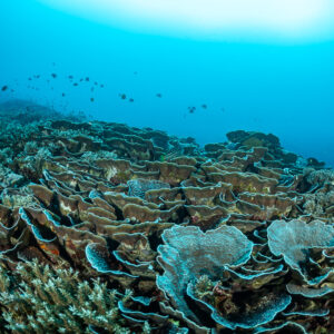 Rolling garden of lettuce corals with fish under the surface, Lava Flow (Banda), Banda Sea, Indonesia