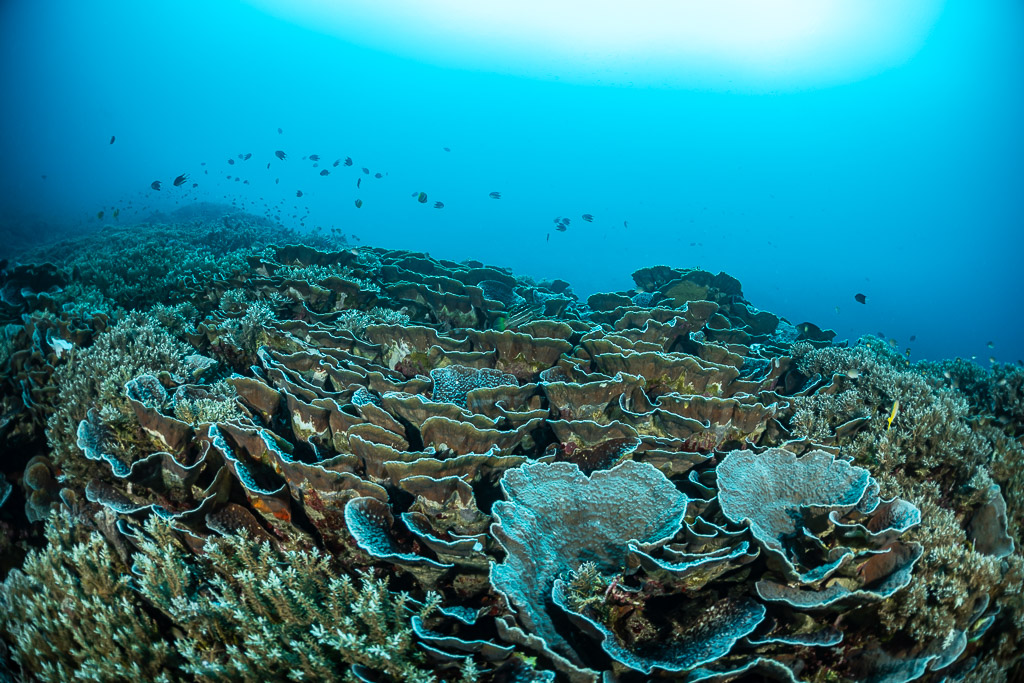 Jardin ondulant de coraux foliacés et poissons sous la surface, Lava Flow (Banda), mer de Banda, Indonésie